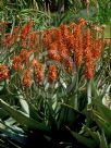 Aloe Outback Orange