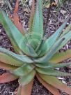 Aloe Southern Cross