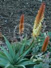 Aloe Tusker