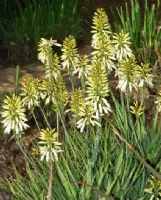 Aloe Bush Baby Yellow