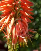 Aloe Super Red