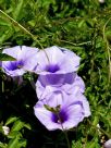 Ipomoea cairica