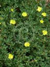 Hibbertia obtusifolia Sunny Daze