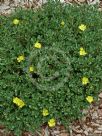 Hibbertia obtusifolia Sunny Daze