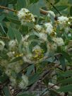 Eucalyptus extrica