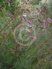 Grevillea petrophiloides magnifica