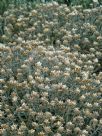 Helichrysum Silver Dome