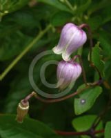 Clematis viorna