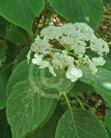 Hydrangea sargentiana