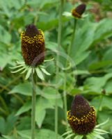 Rudbeckia occidentalis Green Wizard