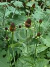 Rudbeckia occidentalis Green Wizard