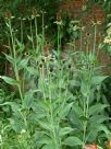 Rudbeckia occidentalis Green Wizard