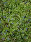 Anagallis arvensis caerulea