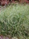 Austrostipa verticillata