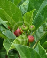 Ficus erecta