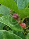 Ficus erecta