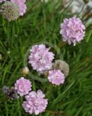 Armeria pungens