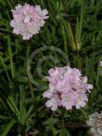 Armeria pungens