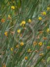 Bossiaea grayi