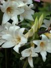 Amaryllis belladonna white-flowered