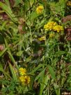 Rudbeckia laciniata Hortensia