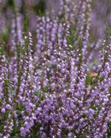 Calluna vulgaris Walter Ingwersen