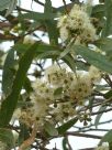 Eucalyptus aenea