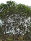 Eucalyptus aenea