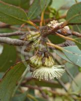 Eucalyptus kessellii