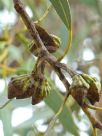 Eucalyptus kessellii
