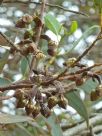 Eucalyptus kessellii