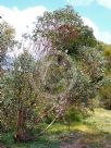 Eucalyptus kessellii