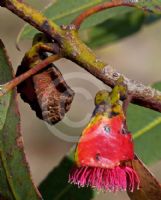 Eucalyptus tetraptera