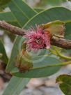 Eucalyptus tetraptera