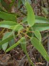 Eucalyptus tetraptera