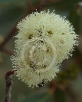 Eucalyptus valens