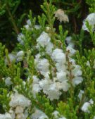 Calluna vulgaris Kinlochruel