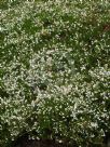 Calluna vulgaris Kinlochruel