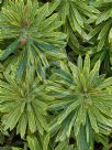 Euphorbia martini Ascot Rainbow