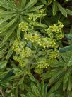 Euphorbia martini Ascot Rainbow