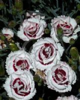 Dianthus Coconut Sundae