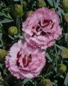 Dianthus Raspberry Sundae