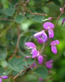 Desmodium callianthum