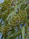 Corymbia stockeri