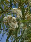 Corymbia stockeri