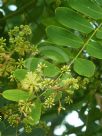 Albizia procera