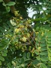 Albizia procera