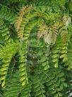 Albizia procera