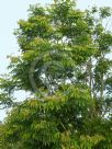 Albizia procera