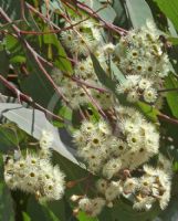 Eucalyptus fusiformis